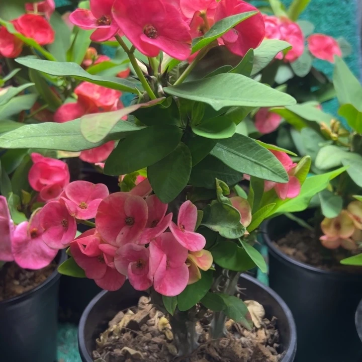 泰品扦插一物一拍