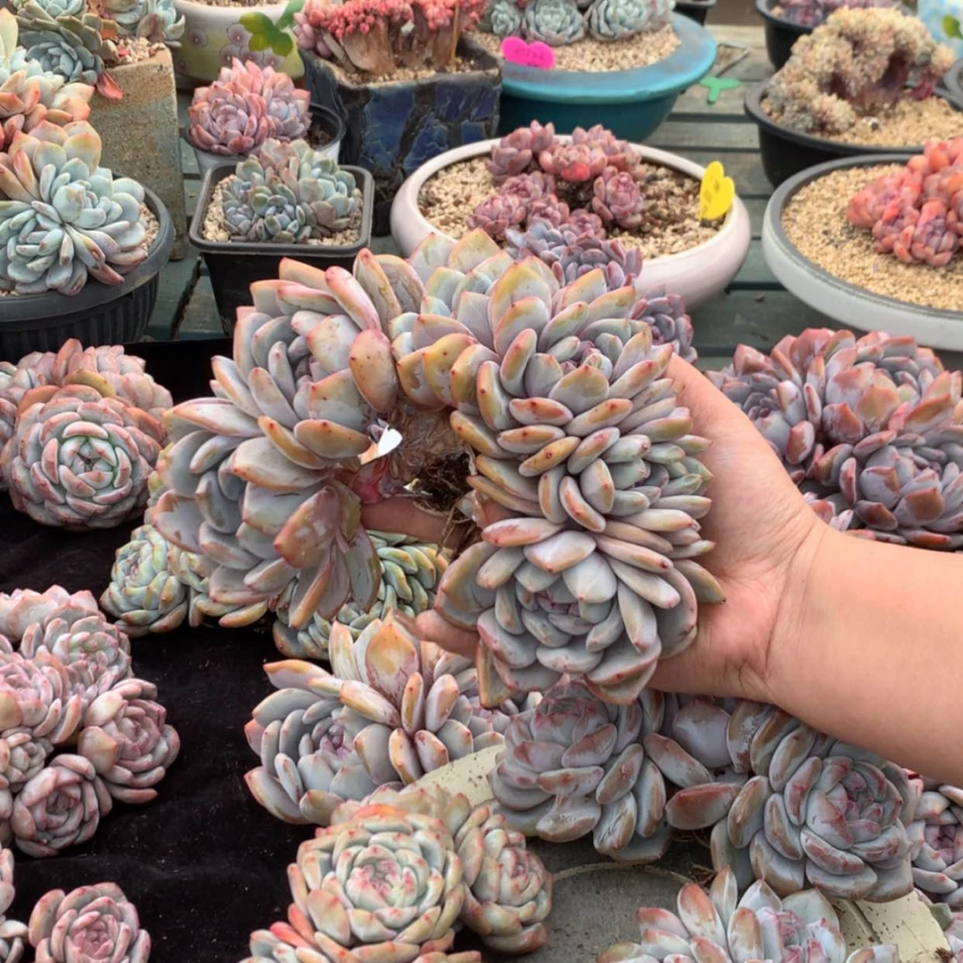 【闪购商品】云*卷云卷卷 哈哈哈哈哈哈哈