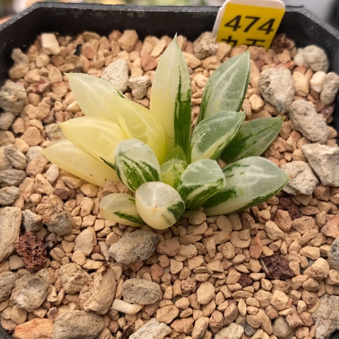 474号爱心寿锦多肉植物