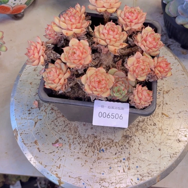 三***熊多肉一物一拍6506