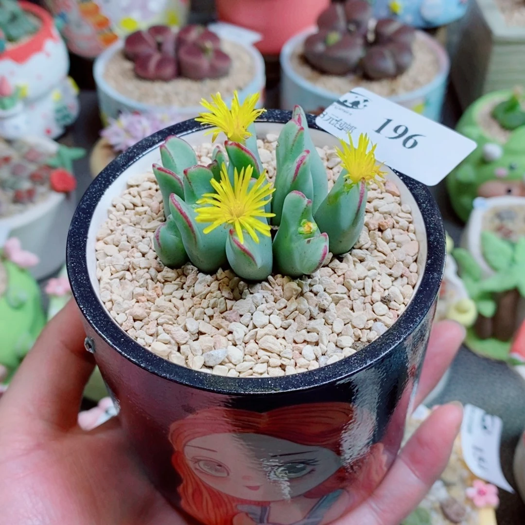 樱****生石花花花花花花196