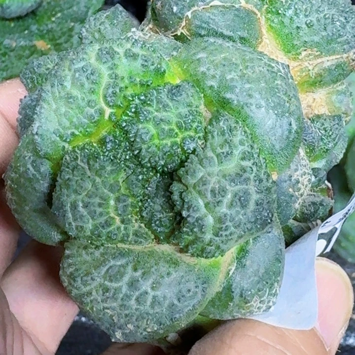 钱***卫无花朵苗接大尤哥斯拉786
