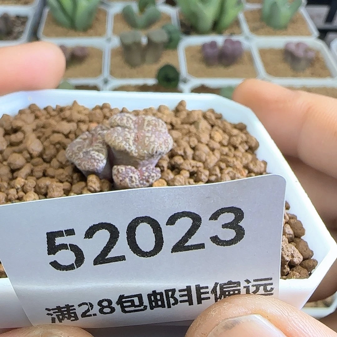 雪****哈哈哈哈哈哈哈52023