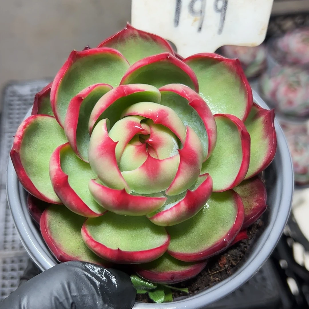 ****开惊鸿仙子一物一拍199号