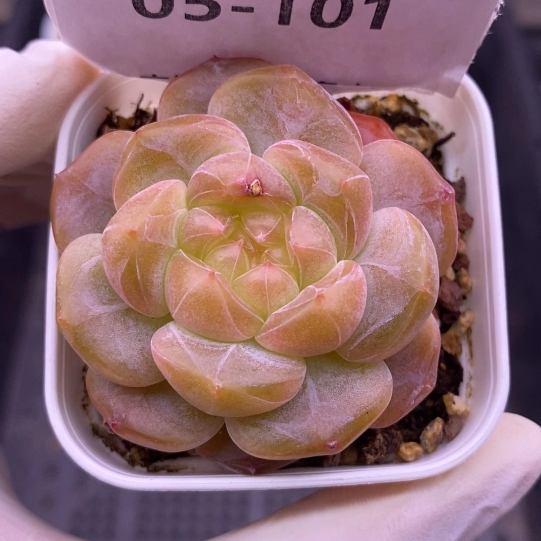 【闪购商品】05-101