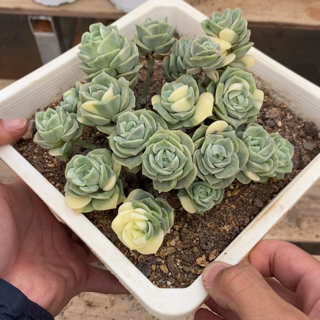 可爱玫瑰锦多肉植物7952