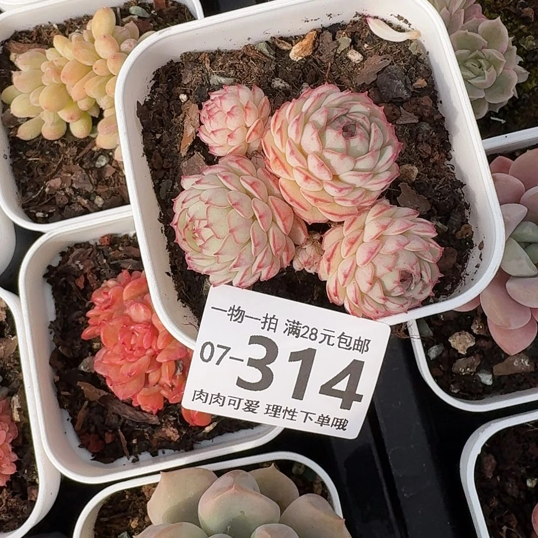 小红船无盆土发货无