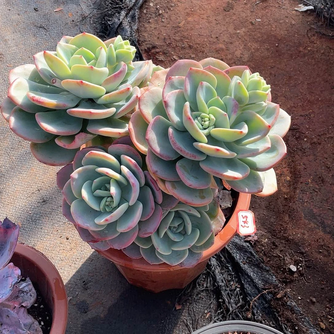 543白月光年尾清货一物一拍多肉