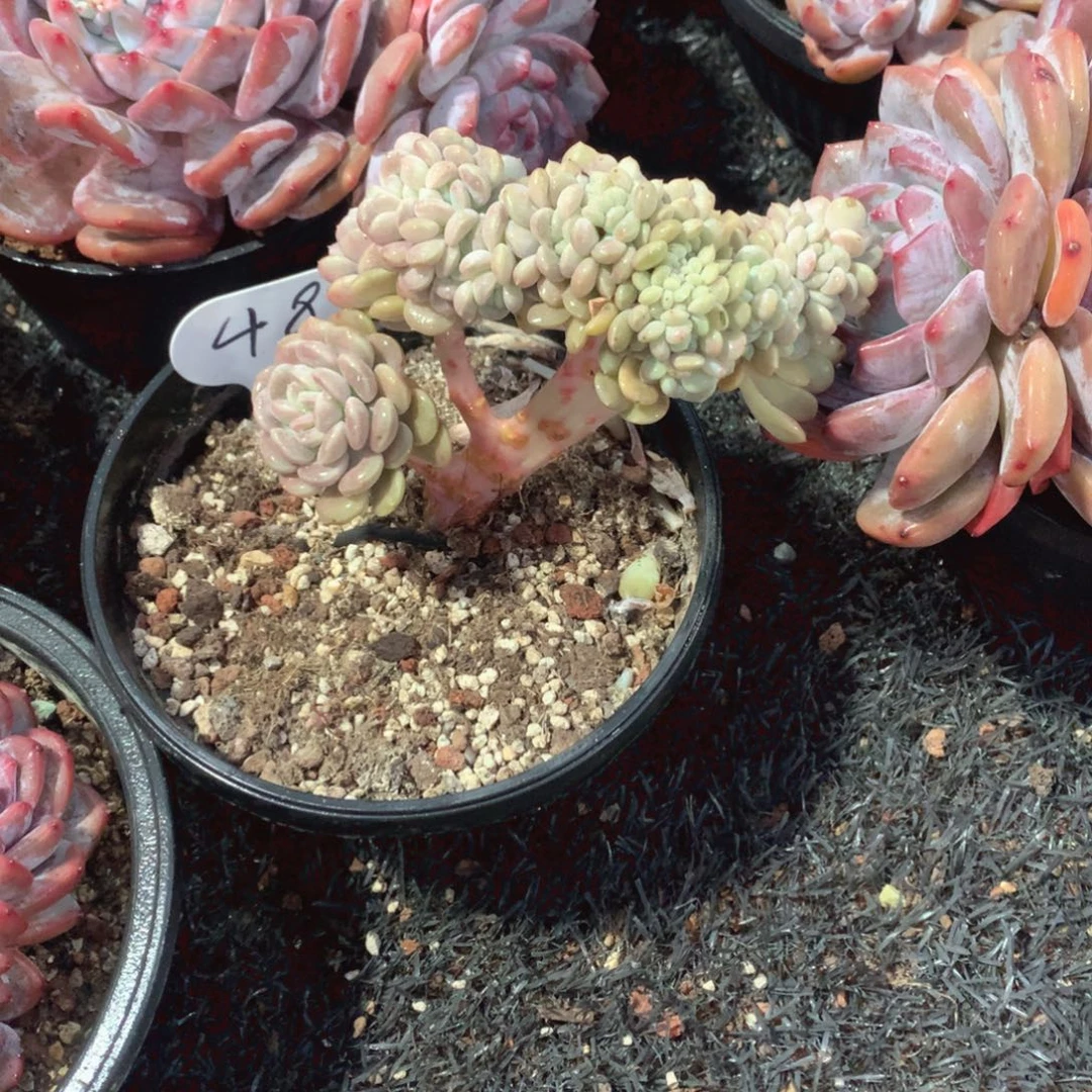 多肉植物多肉植物冰桃缀48