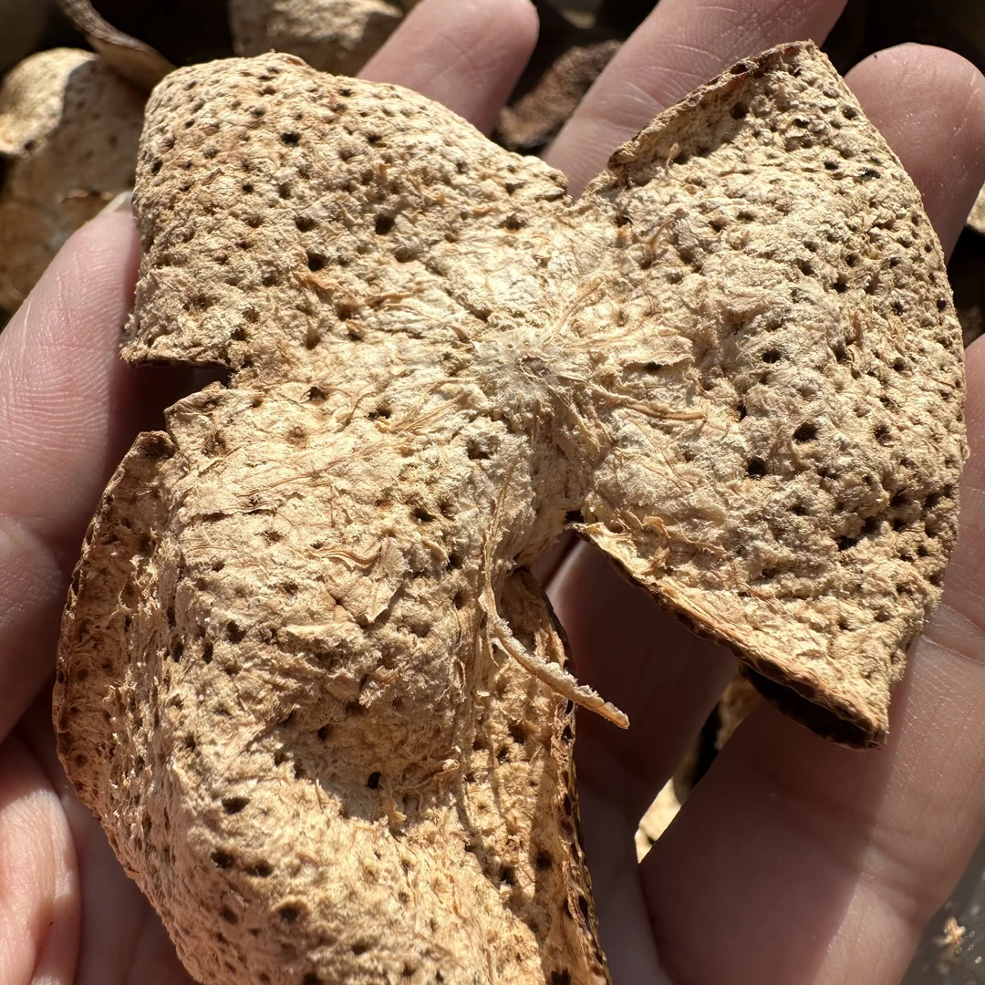 【2020东甲圈枝老树冬后油皮仔】新会陈皮梅子香糯香糯甜