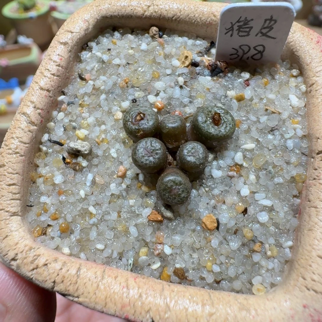 蘑菇1027猪皮多肉植物