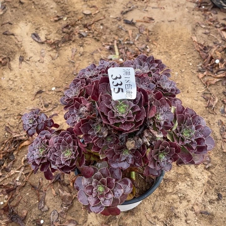 335荷兰玫瑰手捧1号