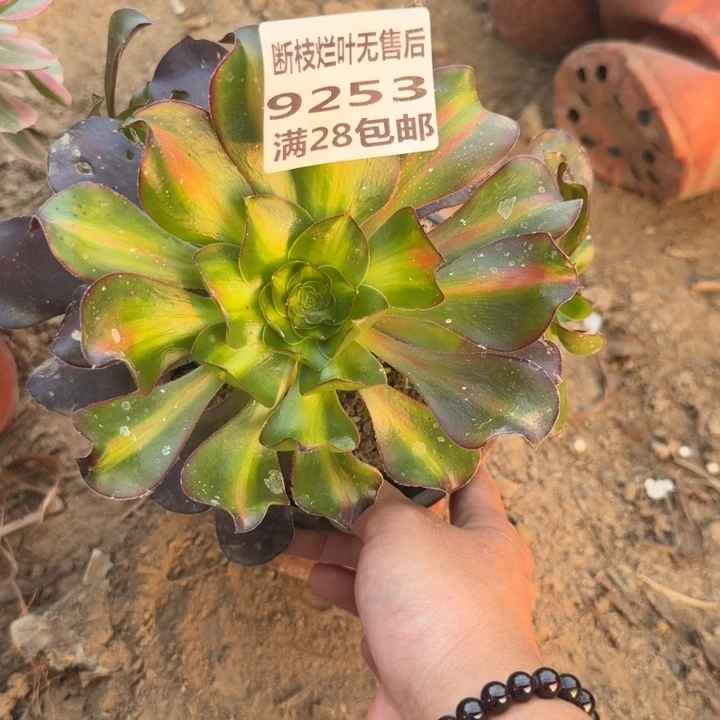 9253二号棚巫毒中班A