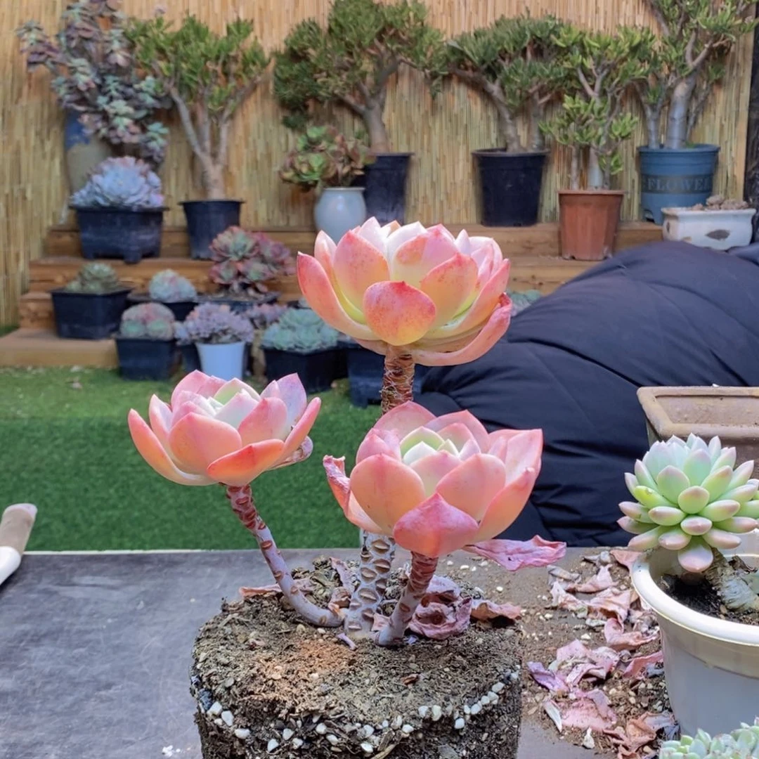 ?****杨D278 号白月光