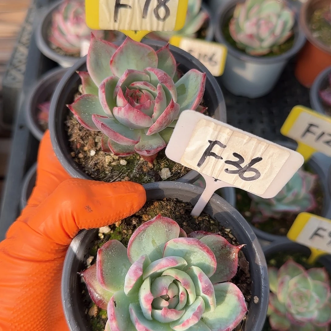 最**⭐F78-36惊鸿单头多肉