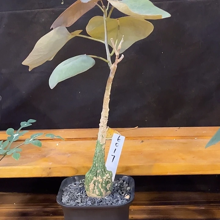 潮流植物红叶咋福利原价268