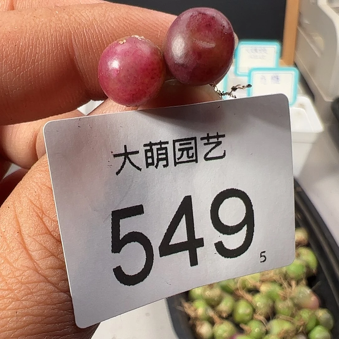 0000549一物一拍……