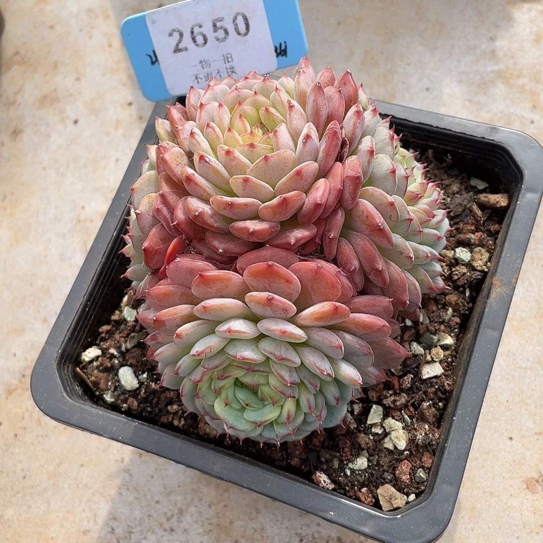 全***️白胖子缀多肉2650号