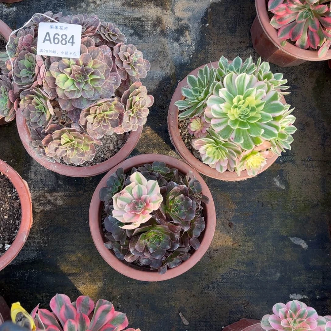 幸***开套餐684000000000