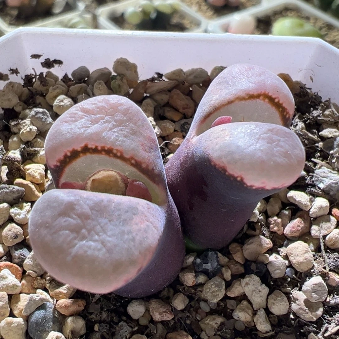 紫体粉窗 翻窗 好看13