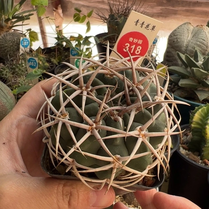 实生五十铃玉豪刺碧岩玉6.6cm