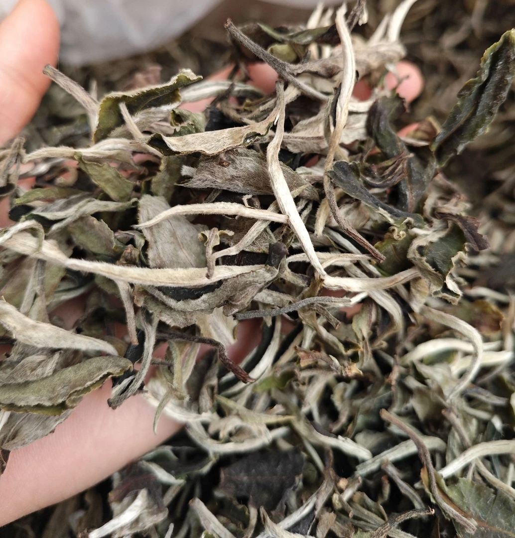 【3月8号】2023年昔归忙麓山古树白茶500克【005王丽】