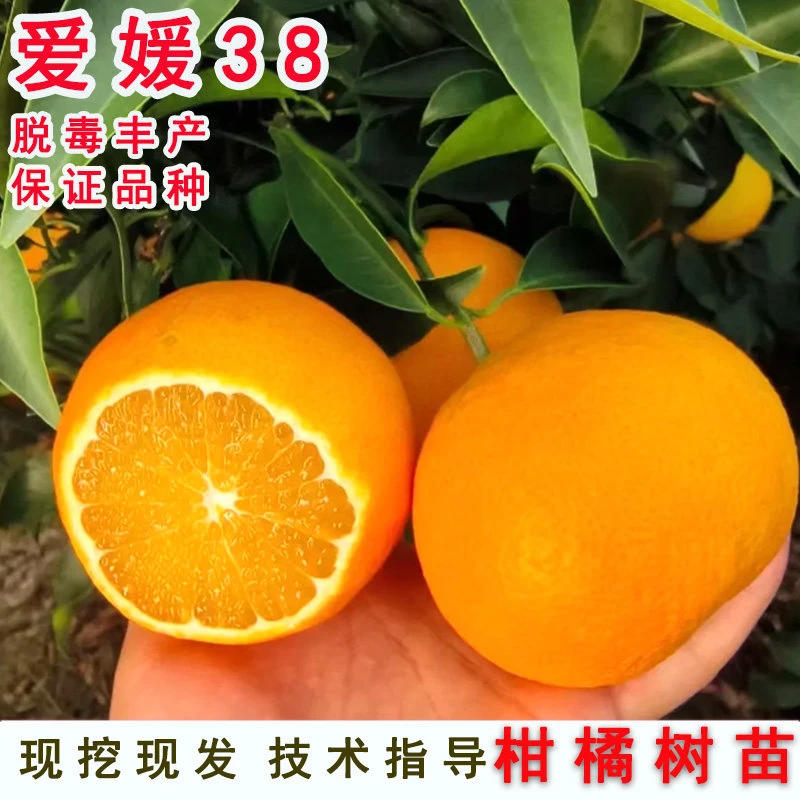 象山红美人柑橘树苗爱媛38号桔树果冻橙橘子苗地栽盆栽南北方种