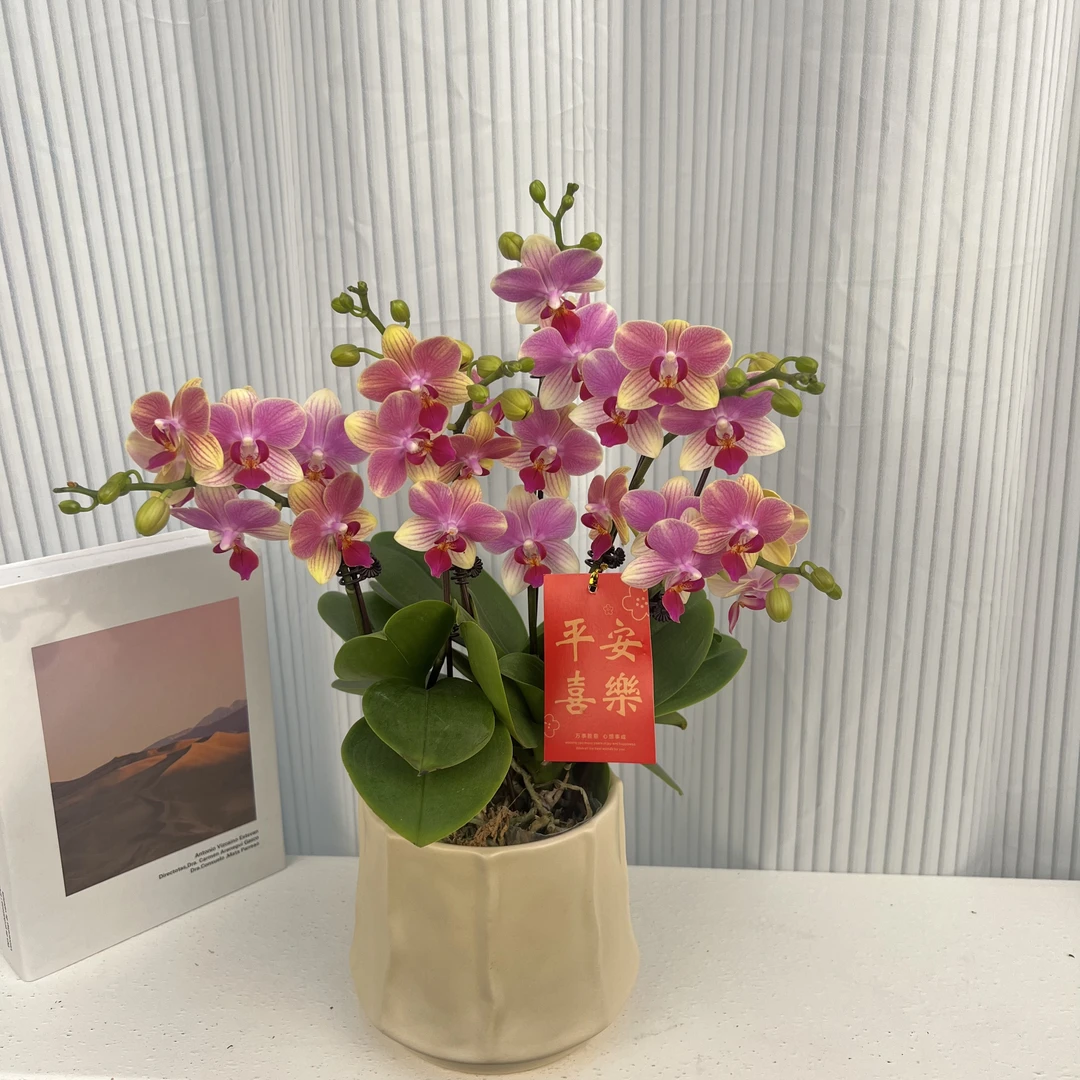 蝴蝶兰《夏日》年度爆款花组盆绿色美观花色娇艳耐养室内花3-4