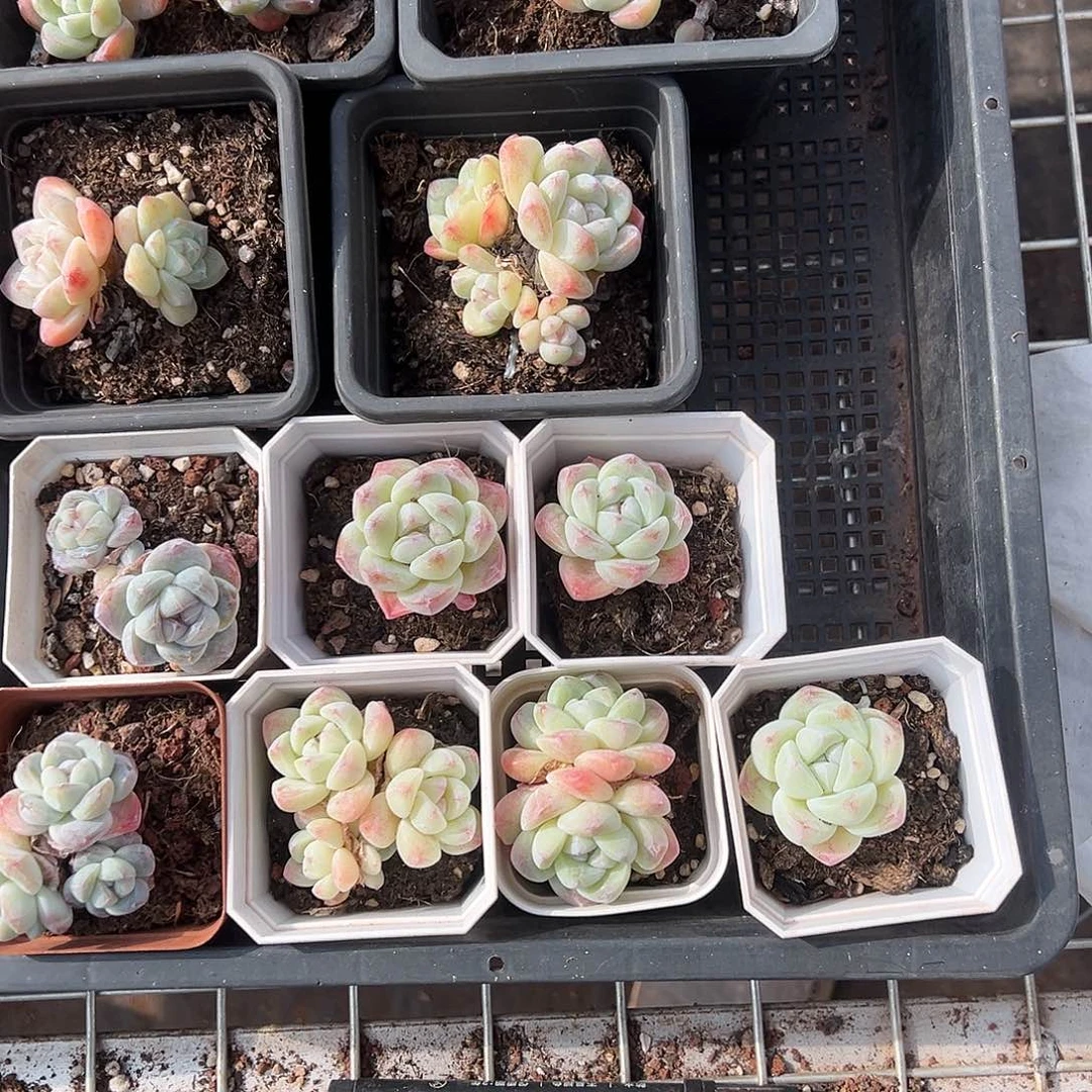 精品多肉十八包邮