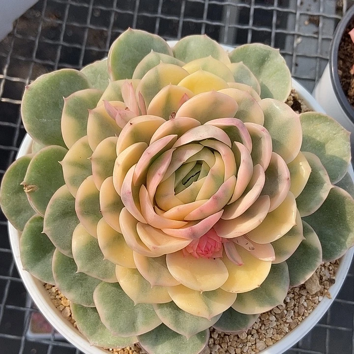 绿体昂锦大单头的