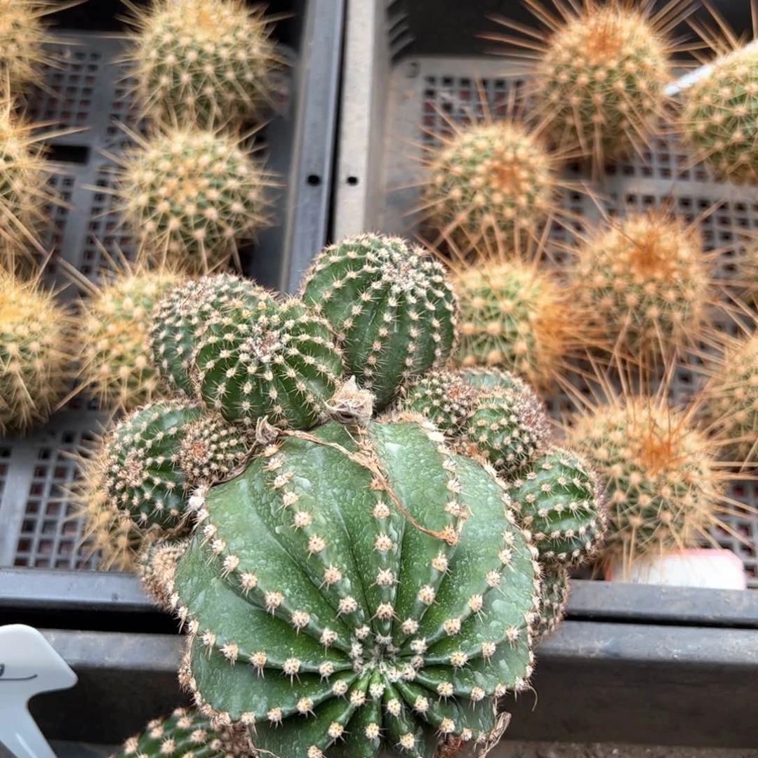 落地肉肉很多侧芽40元