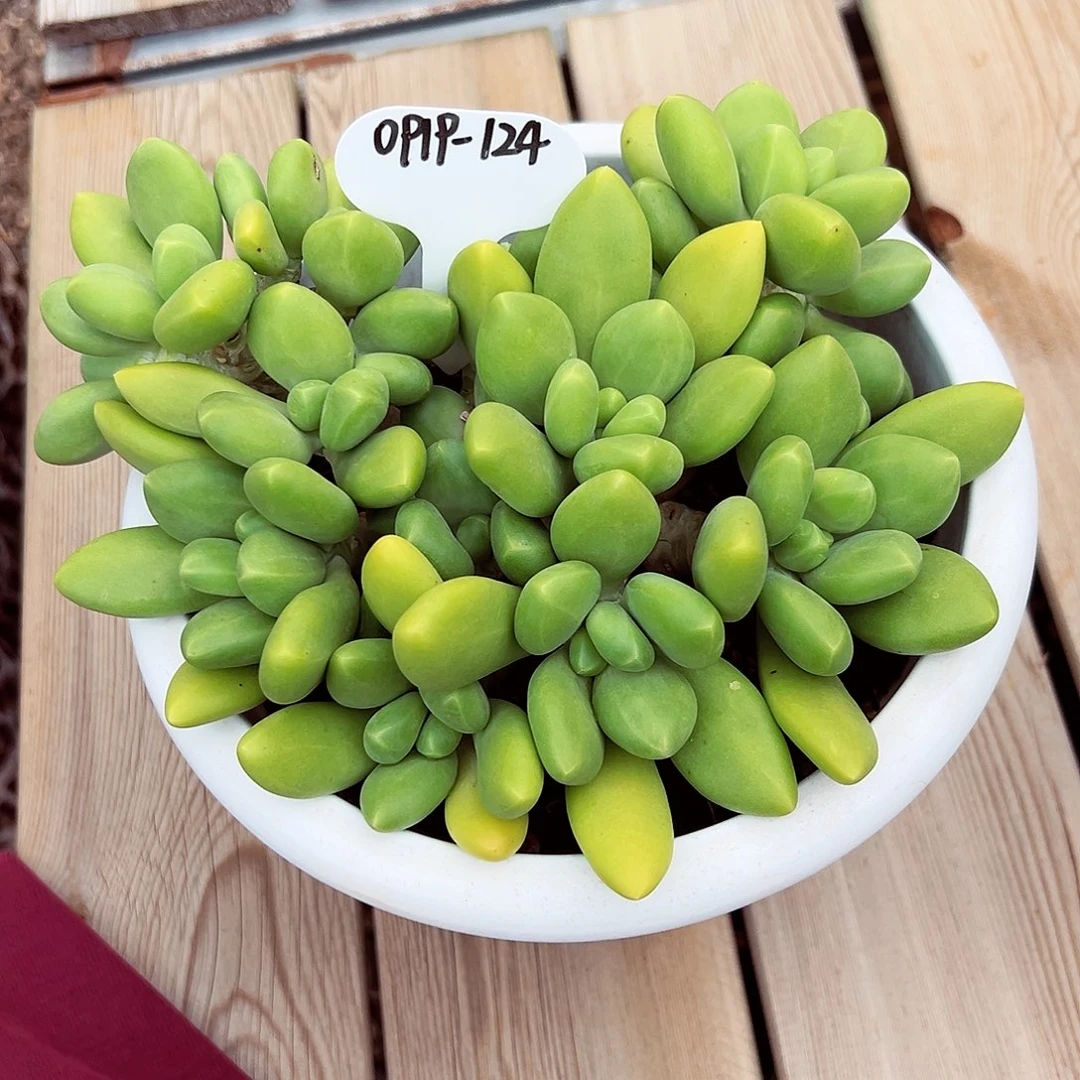 0919-124绝绝子芒果奶群