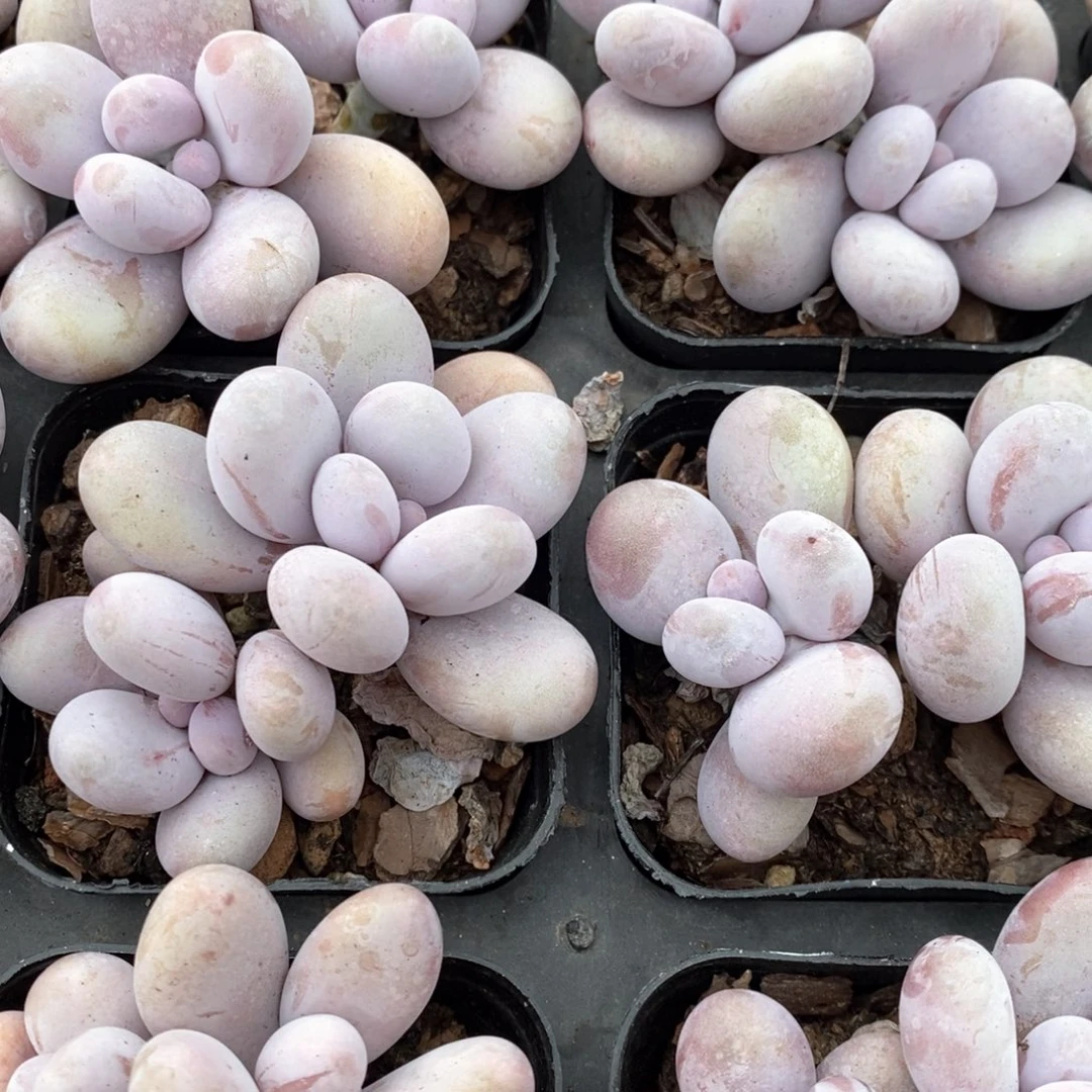 156奶酪双头起发  福利