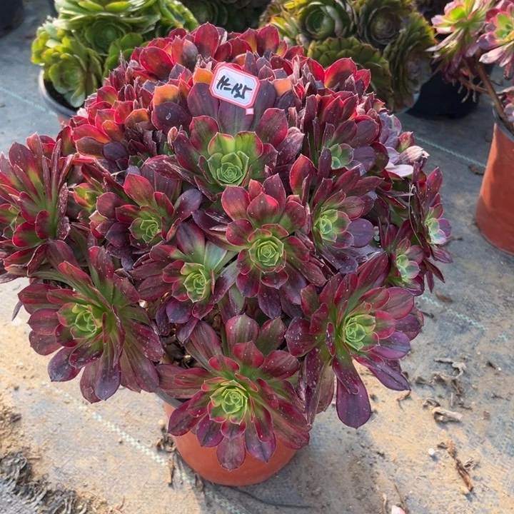 14-135安那多肉植物