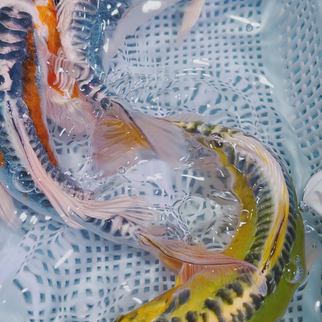 海水鱼锦鲤观赏鱼淡水604