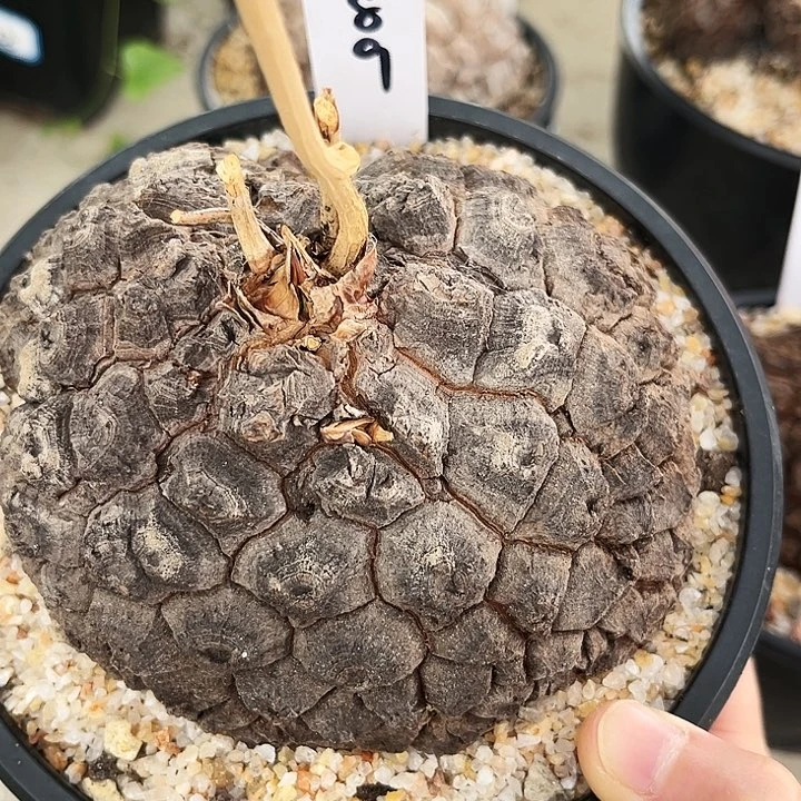 托**福潮流植物.6092.精品大墨龟