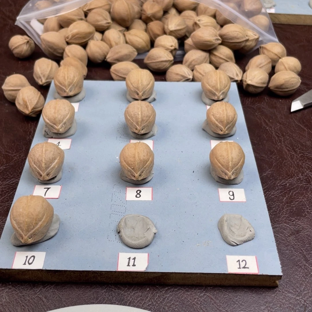 手串/手链橄榄核寻****U21.25加三通梅林铁核