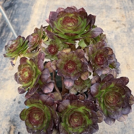 多肉植物黑魔260