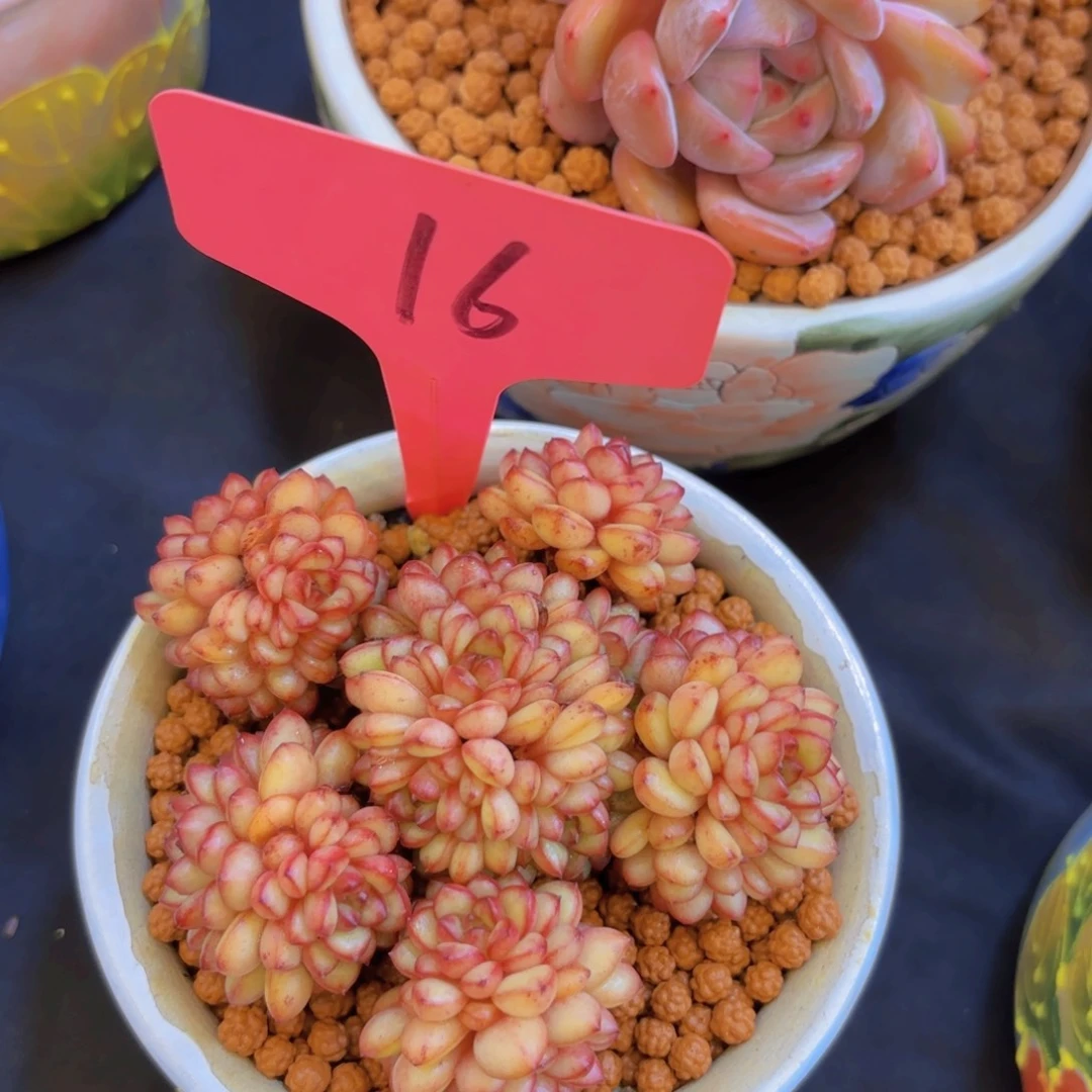 小*我的小可爱们都好可爱