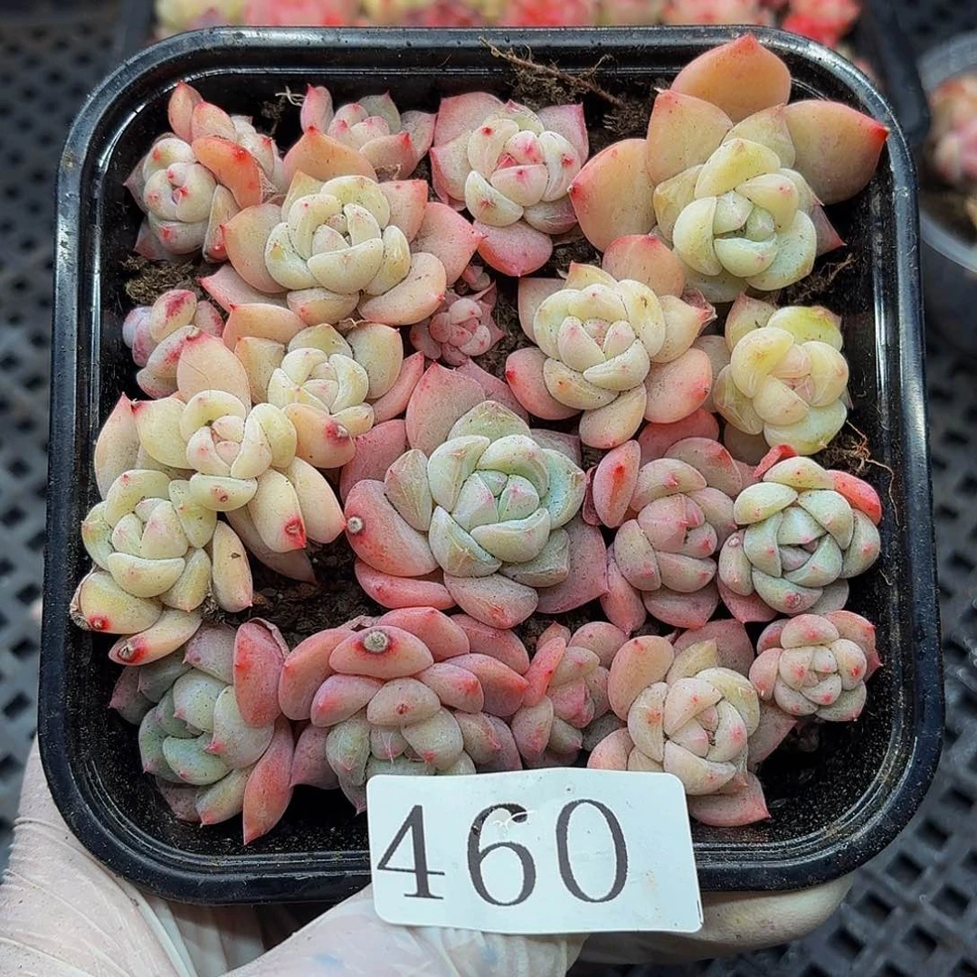 多肉植物多肉植物460