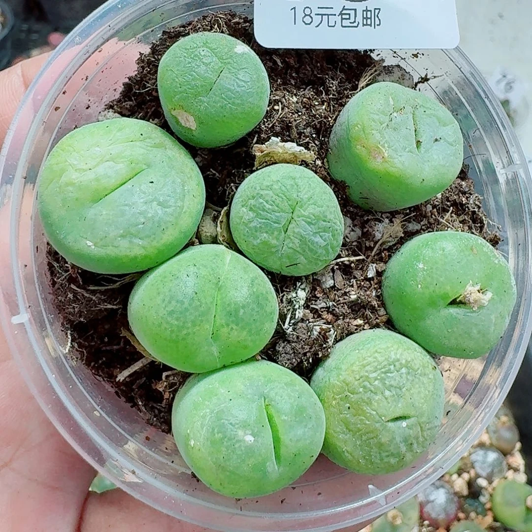 79多肉植物多肉植物