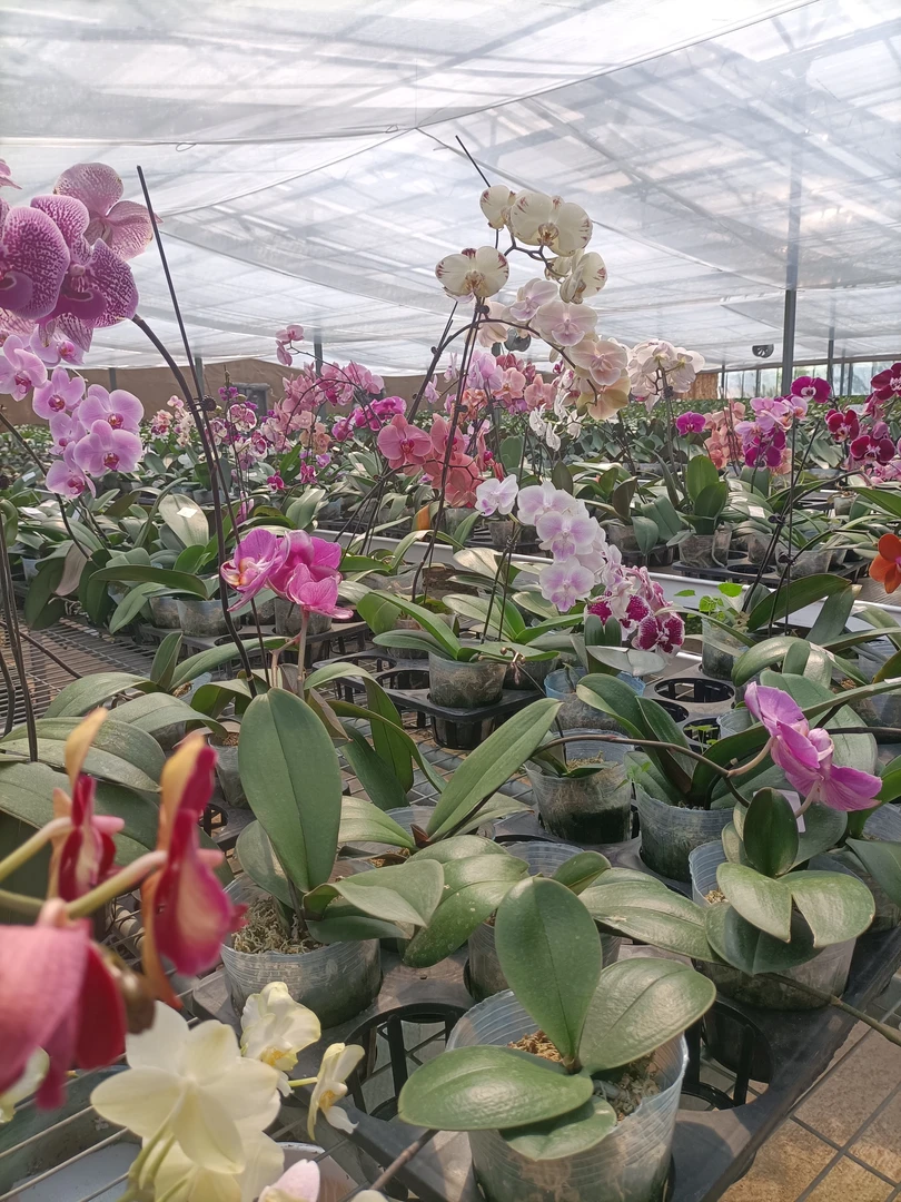 阳光兰业粉丝专属福利 盲盒 有瑕疵 无售后