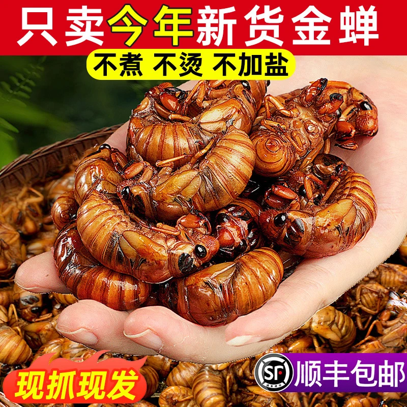 2025新鲜金蝉知了猴批发活体速冻金蝉知了鲜活蚕蝉蛹爬叉猴结了龟