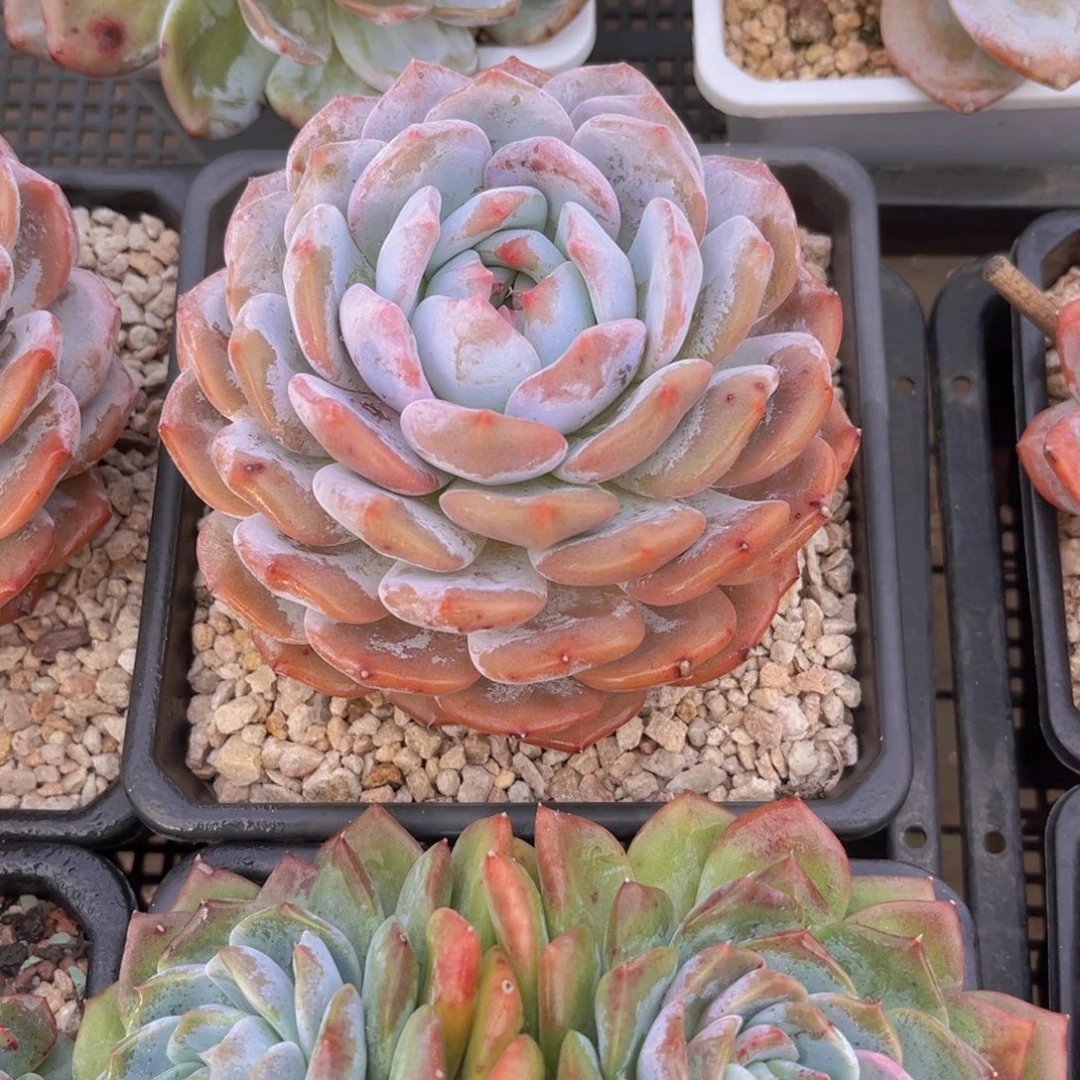 宛***晴宛晴999999999999999999