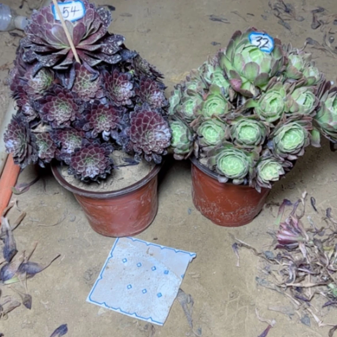 【闪购商品】多肉植物两个断枝不包32