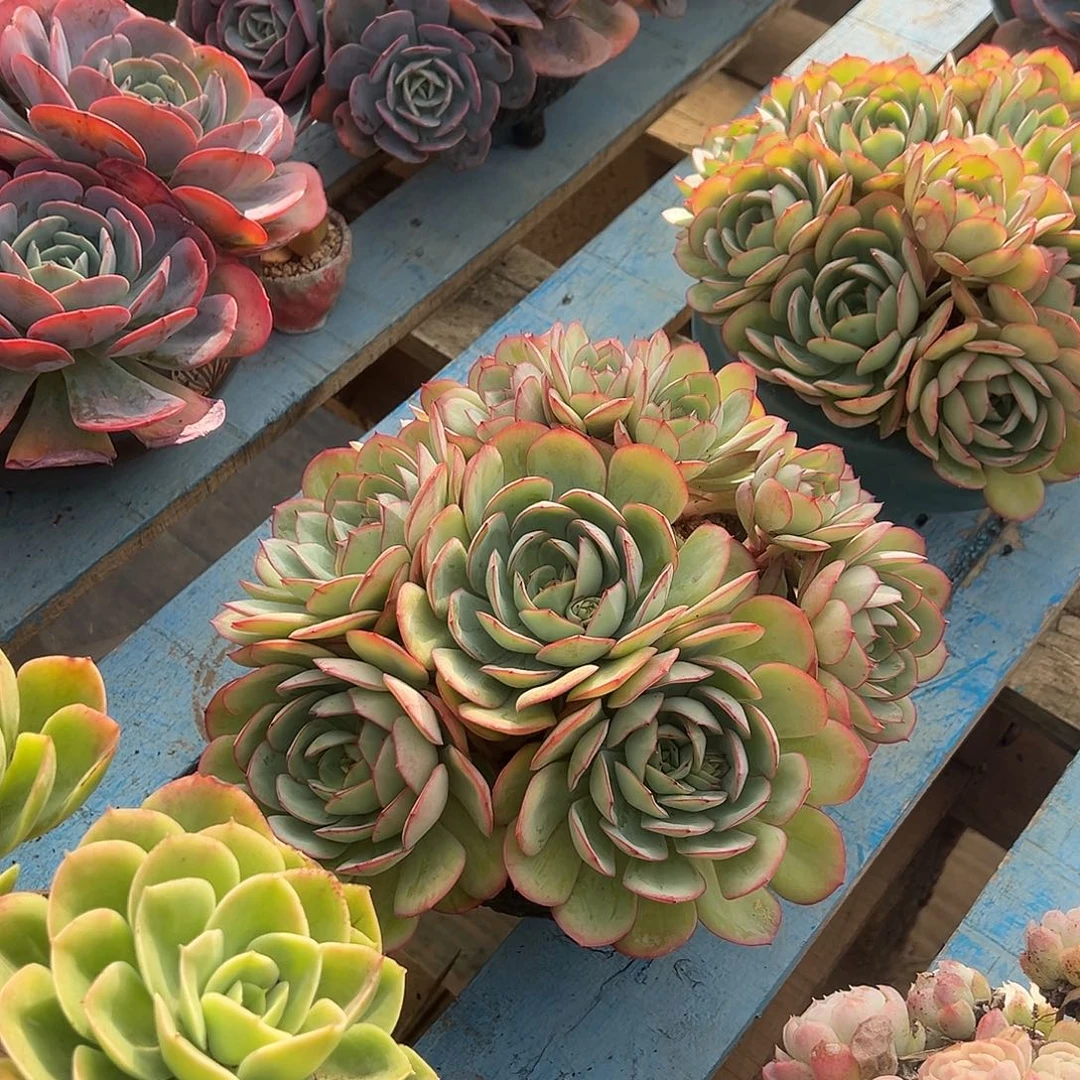 牡丹亭裸根发货。