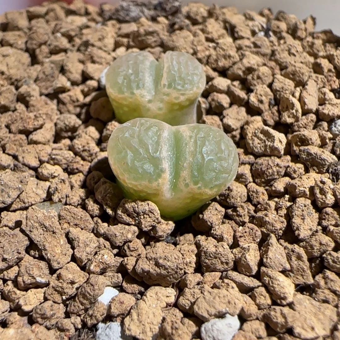 肉锥多肉植物组合-1453.75、352