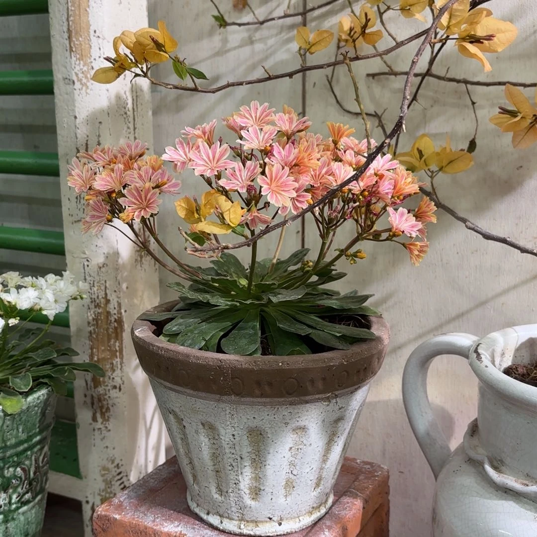 许纯的花房小白盆