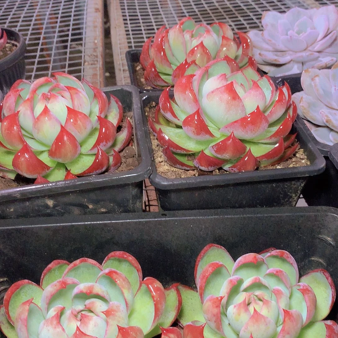 大惊鸿357789990000000