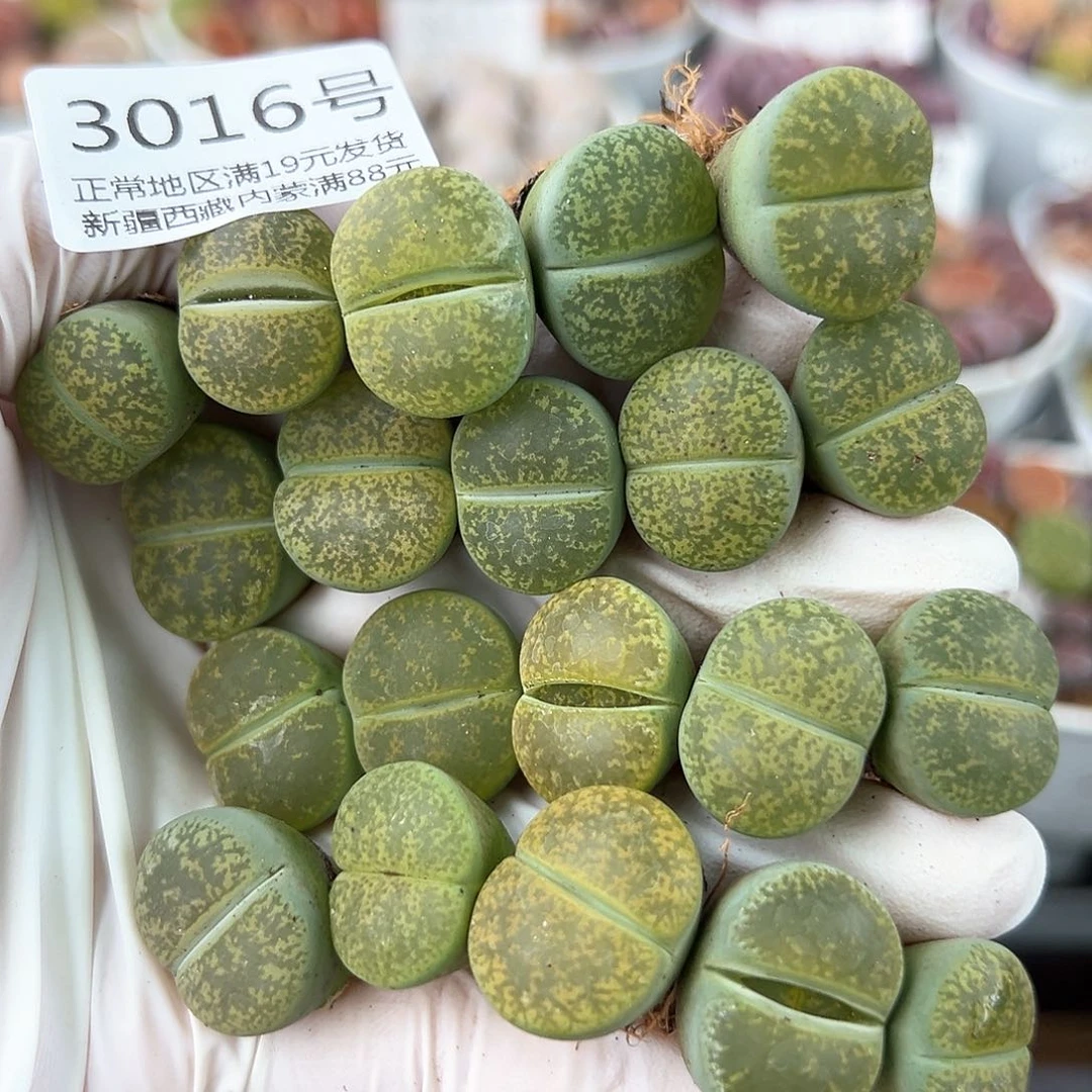 好养易活生石花大母本3016共20颗